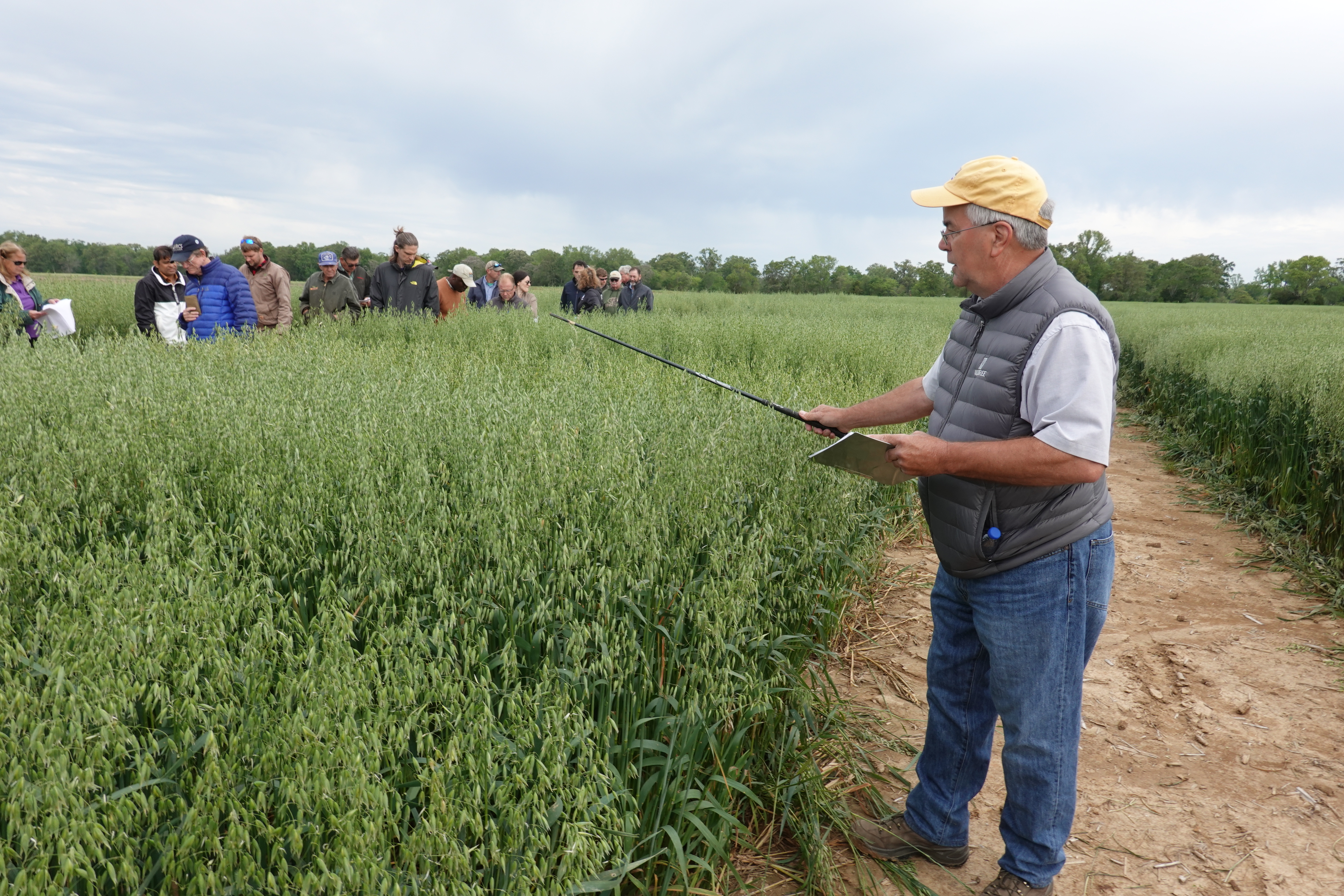 Man looking at wheat.
